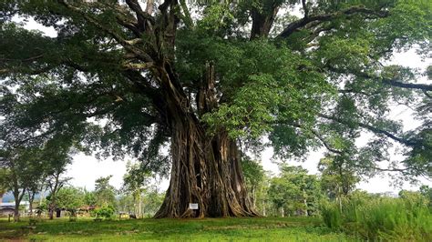  「The Talking Tree」：古代フィリピンの知恵と自然への敬意を語る木！